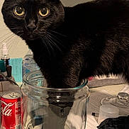 Prettygirl is registered to the contest to win money with this photo: black_cat, cat, close_up, clutter, coca_cola_can, curious, domestic_animal, domestic_cat, feline, fur, glass_jar, household_items, indoor, kitchen_counter, looking_at_camera, paw_in_jar, pet, tabletop, whiskers, yellow_eyes