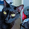animal, black_cat, blurred_background, cat, close_up, curious, detail, domestic_cat, ears, face, feline, fur, household, indoor, looking, mammal, pet, portrait, whiskers, yellow_eyes