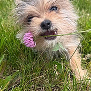 Domi joined the competition — help win amazing prizes! dog, grass, flower, pink_flower, outdoor, cute, pet, animal, nature, playful, fur, canine, small_dog, greenery, daylight, snout, eyes, mouth, tongue, nose