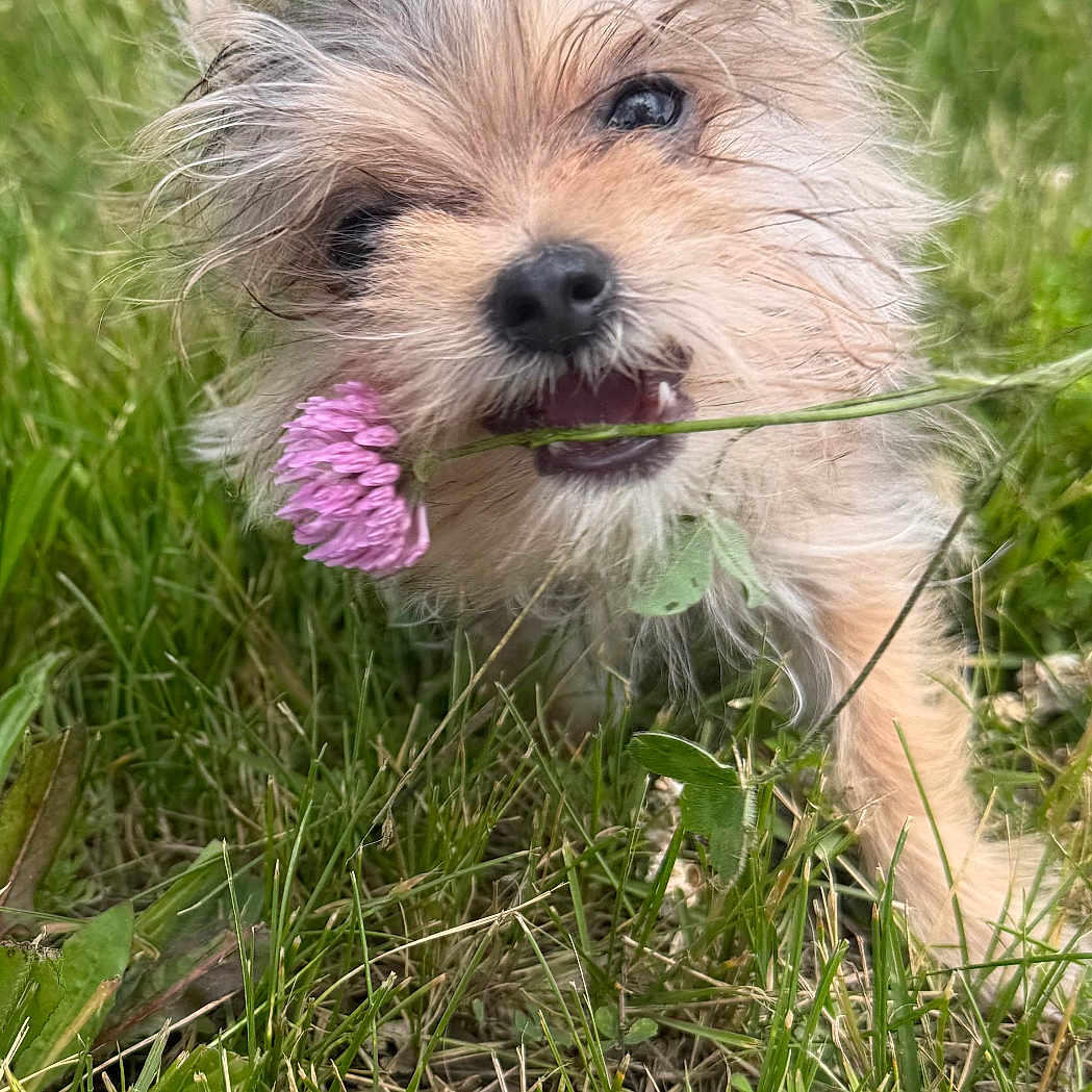 Domi