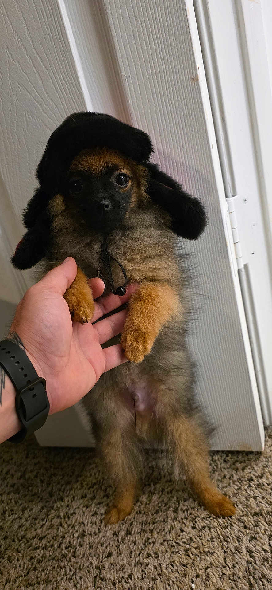 Oso joined the competition — help win amazing prizes! puppy, dog, hat, hand, carpet, door, fur, pet, indoor, cute, brown, black, small, animal, young, portrait, expression, looking, holding, domestic