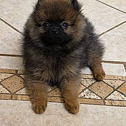 Oso is registered to the contest to win money with this photo: puppy, dog, fluffy, indoor, tile_floor, cute, small_dog, pet, animal, brown, black_face, sitting, looking_at_camera, adorable, young_dog, fur, domestic_animal, companion, cute_pet, portrait