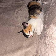 Nala a rejoint le concours — aidez-le/la à gagner de superbes lots ! cat, calico, kitten, pet, animal, feline, cute, lying_down, resting, indoor, soft_texture, blanket, beige, fur, whiskers, ears, paw, young, sleepy, cozy