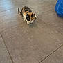 Nala participe au concours pour gagner de l'argent avec cette photo : calico_cat, kitten, floor, tile, indoor, pet, animal, curious, crouching, small, cute, home, mat, blue_bag, playful, fur, whiskers, young_animal, domestic_cat, quiet