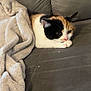 Nala a rejoint le concours — aidez-le/la à gagner de superbes lots ! cat, calico, blanket, couch, indoor, pet, feline, cozy, fur, animal, resting, soft, domestic, cute, relaxed, home, comfort, whiskers, ears, paw