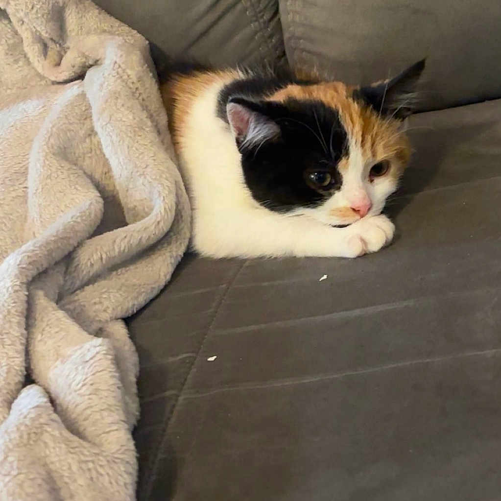 Nala a rejoint le concours — aidez-le/la à gagner de superbes lots ! animal, blanket, calico, cat, comfort, couch, cozy, cute, domestic, ears, feline, fur, home, indoor, paw, pet, relaxed, resting, soft, whiskers