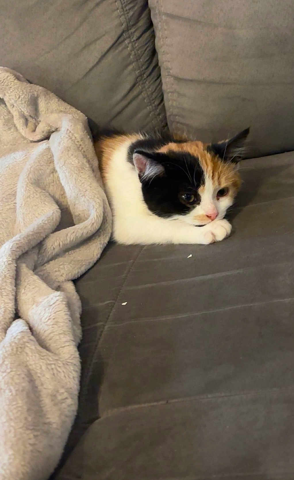 Nala a rejoint le concours — aidez-le/la à gagner de superbes lots ! cat, calico, blanket, couch, indoor, pet, feline, cozy, fur, animal, resting, soft, domestic, cute, relaxed, home, comfort, whiskers, ears, paw