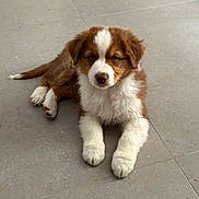 Buddy a rejoint le concours — aidez-le/la à gagner de superbes lots ! puppy, dog, brown, white, fluffy, cute, pet, animal, floor, tile, laying_down, indoor, young, adorable, paws, fur, looking, small, companion, domestic