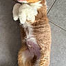 puppy, dog, brown, white, fur, tile_floor, pet, lying_down, happy, playful, canine, young_animal, domestic_animal, mammal, cute, indoor, looking_up, open_mouth, four_legs, tail