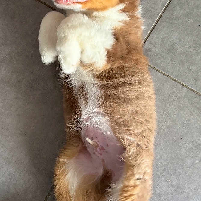 Buddy