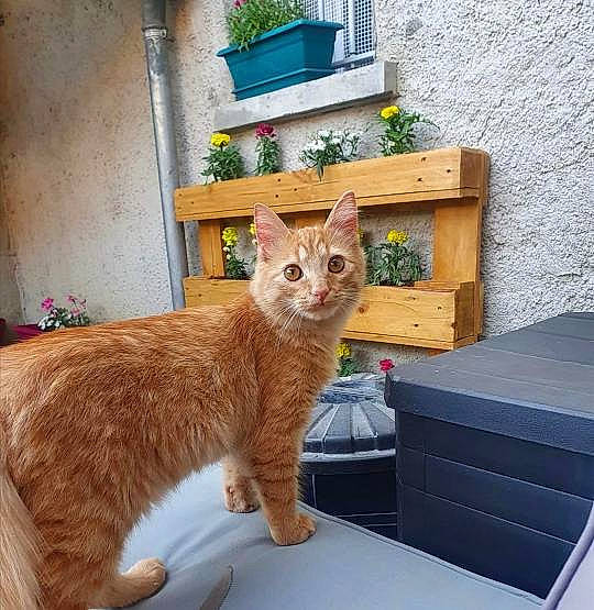Athos participe au concours pour gagner de l'argent avec cette photo : art, blue, box, building, carnivore, cat, domestic_short_haired_cat, eye, fawn, felidae, flowerpot, fur, houseplant, paw, plant, small_to_medium_sized_cats, tail, whiskers, window, wood
