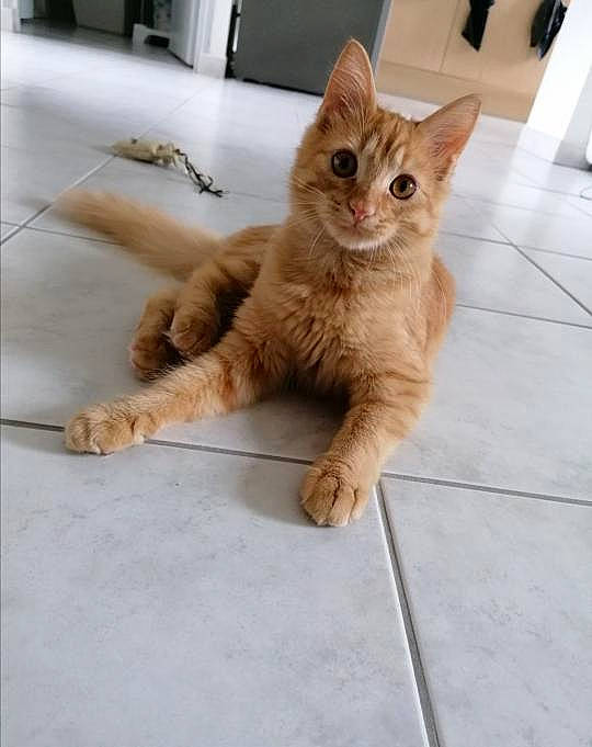 Athos participe au concours pour gagner de l'argent avec cette photo : carnivore, cat, claw, comfort, domestic_short_haired_cat, eye, fawn, felidae, flooring, foot, fur, hardwood, paw, rectangle, sitting, small_to_medium_sized_cats, snout, tail, whiskers, wood