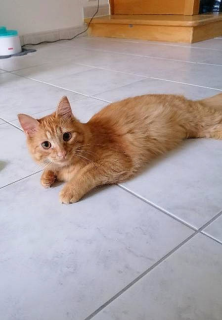 Athos participe au concours pour gagner de l'argent avec cette photo : carnivore, cat, claw, comfort, domestic_short_haired_cat, fawn, felidae, floor, flooring, fur, hardwood, paw, small_to_medium_sized_cats, snout, tail, terrestrial_animal, tile, tile_flooring, whiskers, wood