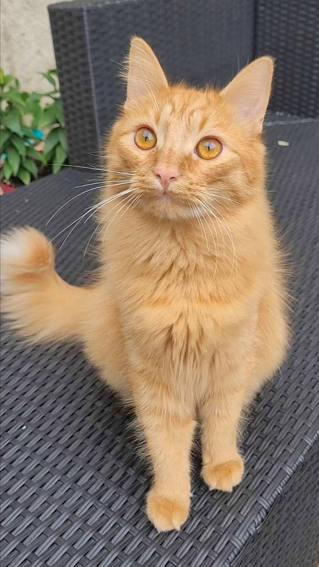 Athos a rejoint le concours — aidez-le/la à gagner de superbes lots ! carnivore, cat, claw, domestic_short_haired_cat, fawn, felidae, flowerpot, fur, houseplant, paw, plant, sitting, small_to_medium_sized_cats, snout, tail, terrestrial_animal, whiskers, window, wood