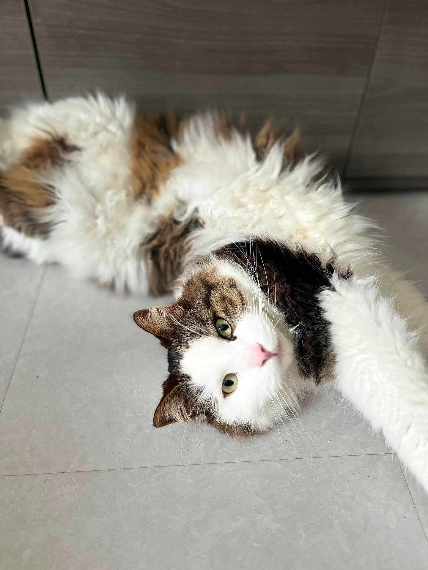 Nemo