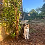 Nemo a rejoint le concours — aidez-le/la à gagner de superbes lots ! cat, animal, pet, outdoor, garden, shrub, soil, sunlight, daytime, fence, plant, nature, flora, fur, whiskers, calm, sitting, brown, white, leaf