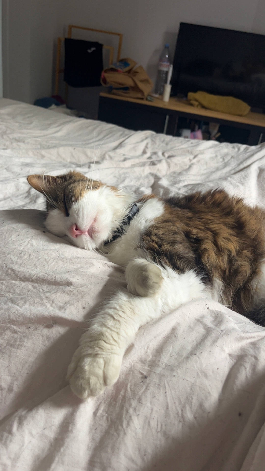 Nemo participe au concours pour gagner de l'argent avec cette photo : bed, blanket, cat, cozy, domestic_animal, fur, furry, household, indoor, mammal, paw, pet, pink_nose, relaxed, resting, sleeping, tabby, television, whiskers, white_bedspread
