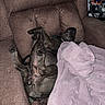 dog, recliner, blanket, brown_furniture, relaxed, indoor, pet, canine, sleeping, upside_down, cozy, furniture, resting, nap, domestic_animal, paw, living_room, blanket_pile, black_dog, couch