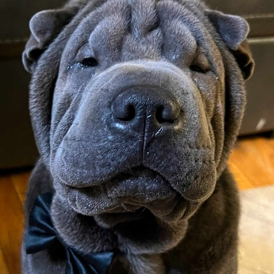 Gus joined the competition — help win amazing prizes! dog, shar_pei, bow_tie, wrinkles, close_up, pet, indoor, floor, furniture, portrait, animal, cute, muzzle, face, ears, black, brown, sleepy, companion, domestic