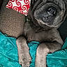 Gus is registered to the contest to win money with this photo: dog, puppy, blanket, pillow, couch, resting, nap, cozy, fur, paw, snout, wrinkles, indoor, pet, sleeping, relaxing, brown, blue, red, white