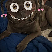 Gus is registered to the contest to win money with this photo: dog, pet, lying_down, blue_blanket, indoor, brown_fur, pigtails, pink_bows, braces, cartoon_eyes, funny_filter, portrait, cute, animal, face_filter, relaxed, home, canine, bed, cozy
