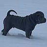 Gus joined the competition — help win amazing prizes! dog, black_dog, snow, outdoor, animal, pet, winter, cold, fur, canine, standing, alone, nature, wrinkled_skin, tail, muzzle, quiet, serene, landscape, daytime