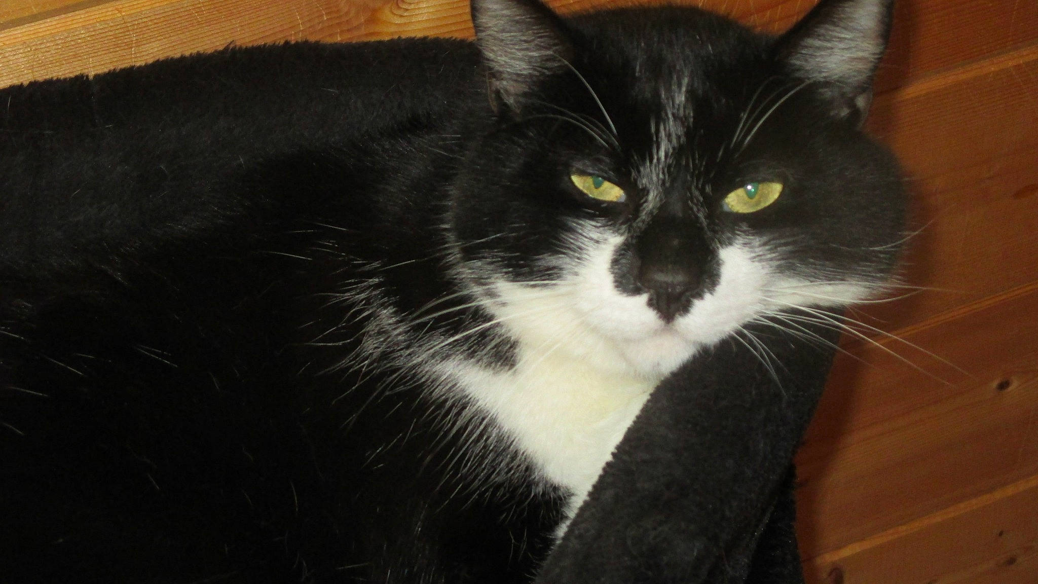 Chipie a rejoint le concours — aidez-le/la à gagner de superbes lots ! american_wirehair, black_and_white, black_cat, carnivore, cat, domestic_long_haired_cat, domestic_short_haired_cat, european_shorthair, felidae, fur, mammal, norwegian_forest_cat, polydactyl_cat, small_to_medium_sized_cats, snout, tail, vertebrate, whiskers