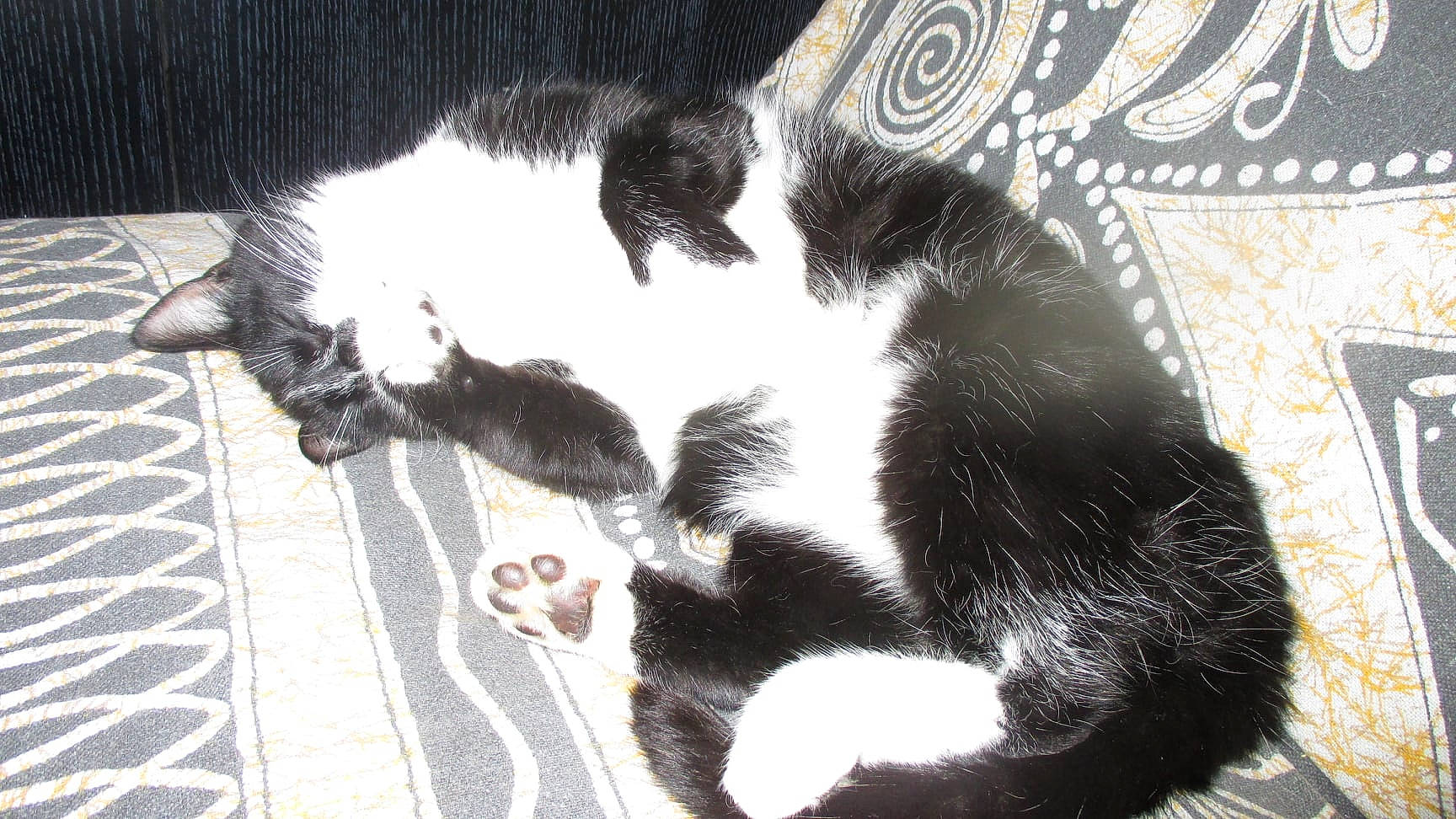 Chipie participe au concours pour gagner de l'argent avec cette photo : black_cat, carnivore, cat, domestic_short_haired_cat, felidae, fur, kitten, paw, polydactyl_cat, small_to_medium_sized_cats, tail, whiskers