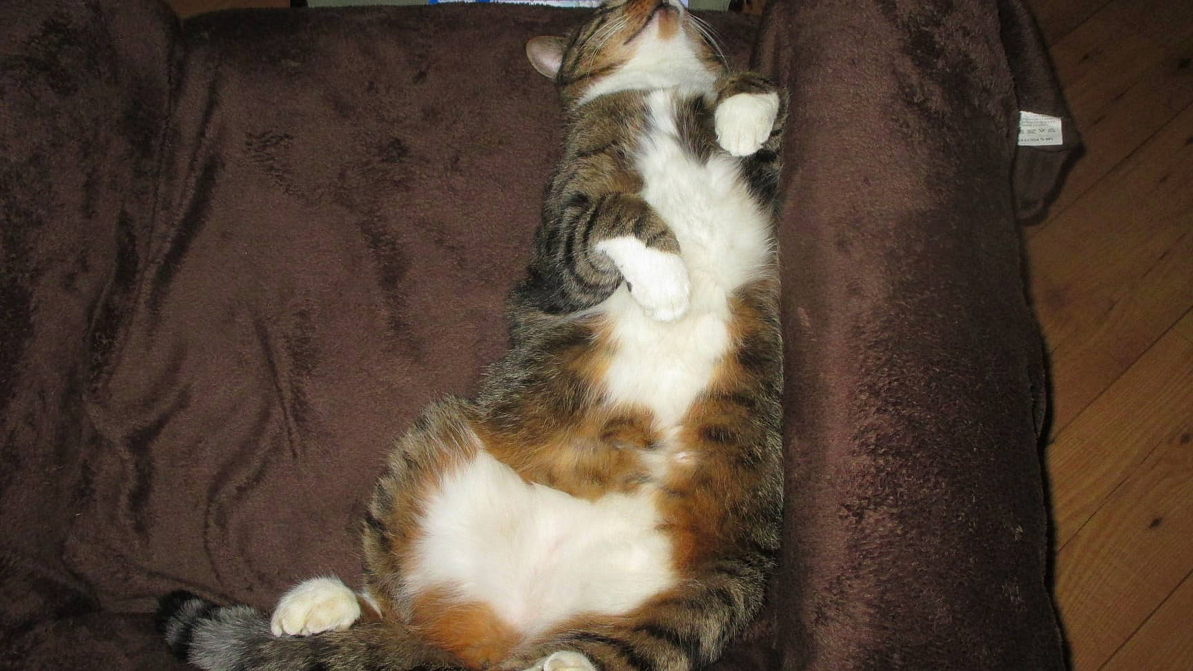 Canaille a rejoint le concours — aidez-le/la à gagner de superbes lots ! canidae, carnivore, cat, dog_breed, european_shorthair, felidae, fur, mammal, norwegian_forest_cat, small_to_medium_sized_cats, sporting_group, tail, whiskers