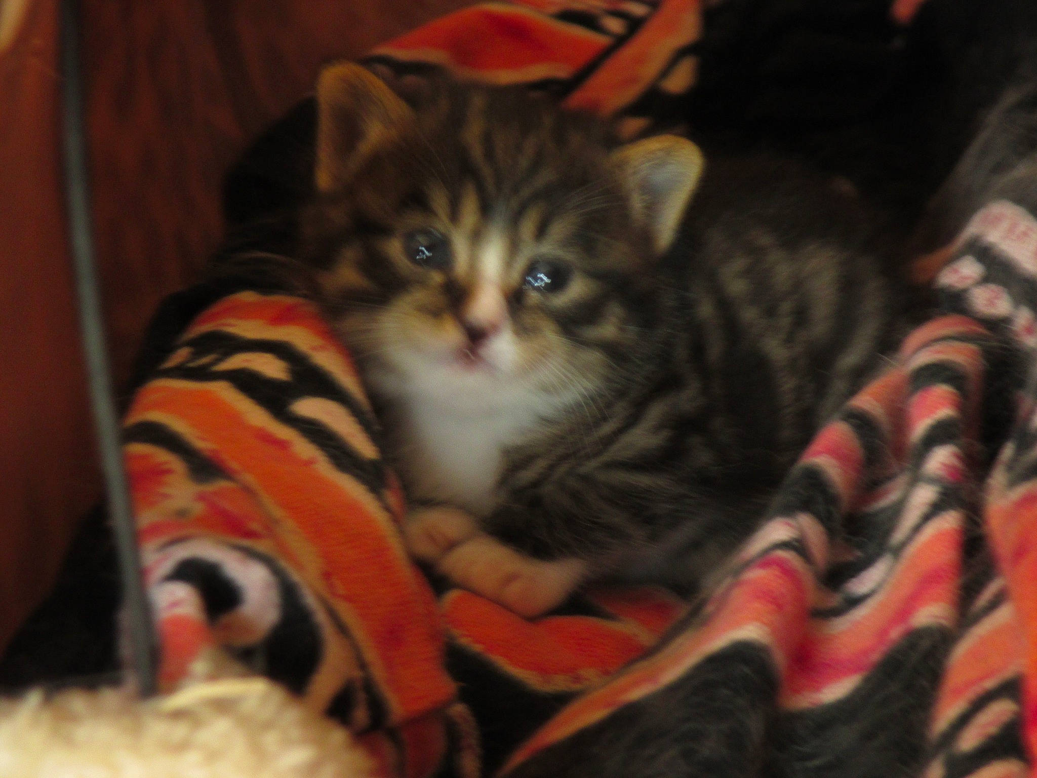 Canaille a rejoint le concours — aidez-le/la à gagner de superbes lots ! american_curl, american_shorthair, asian, california_spangled, carnivore, cat, domestic_short_haired_cat, dragon_li, european_shorthair, felidae, fur, kitten, mammal, norwegian_forest_cat, pixie_bob, small_to_medium_sized_cats, tabby_cat, toyger, vertebrate, whiskers