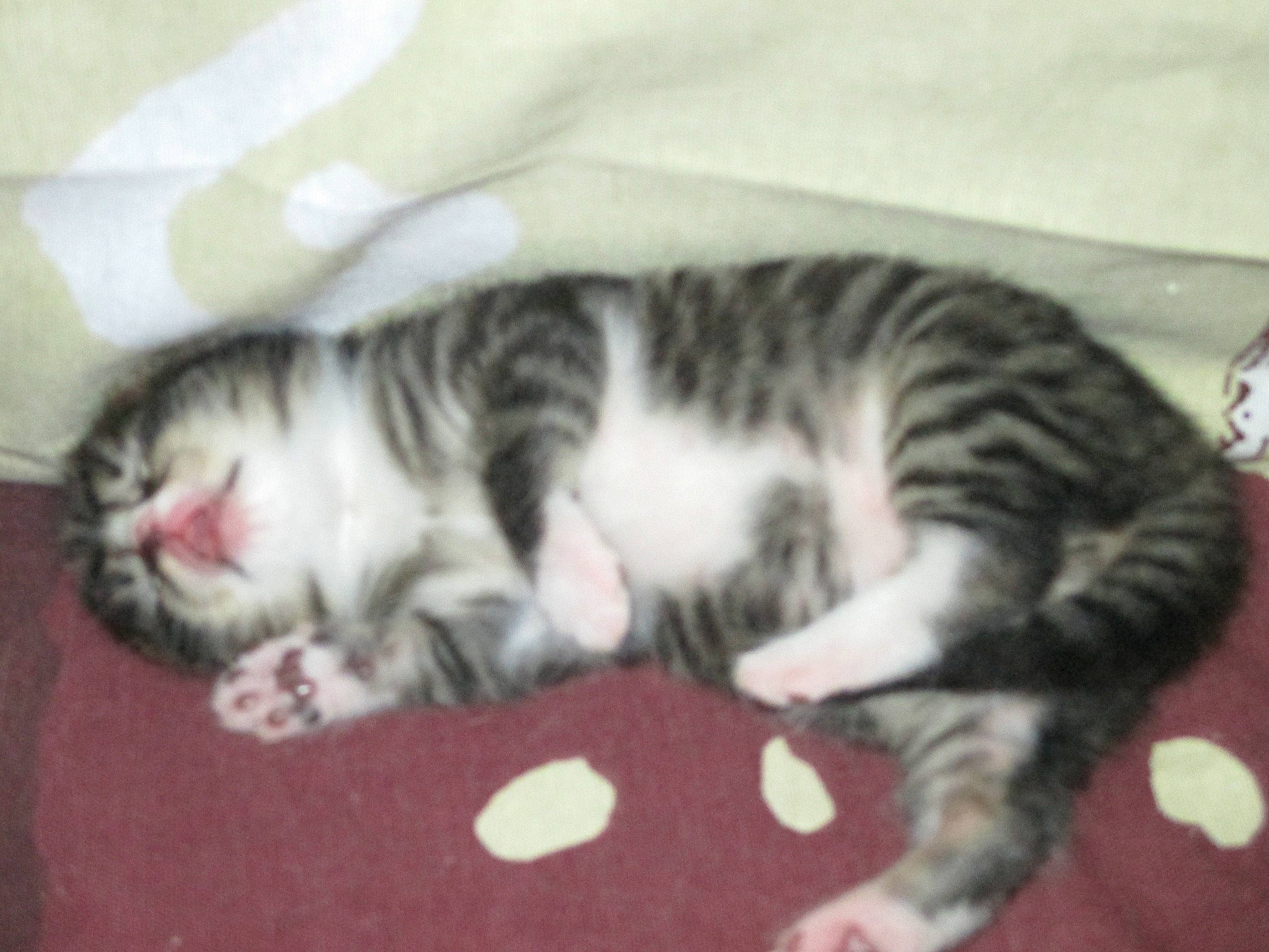 Canaille participe au concours pour gagner de l'argent avec cette photo : american_shorthair, american_wirehair, asian, california_spangled, carnivore, cat, domestic_short_haired_cat, dragon_li, european_shorthair, felidae, fur, kitten, mammal, nap, paw, polydactyl_cat, small_to_medium_sized_cats, tabby_cat, vertebrate, whiskers