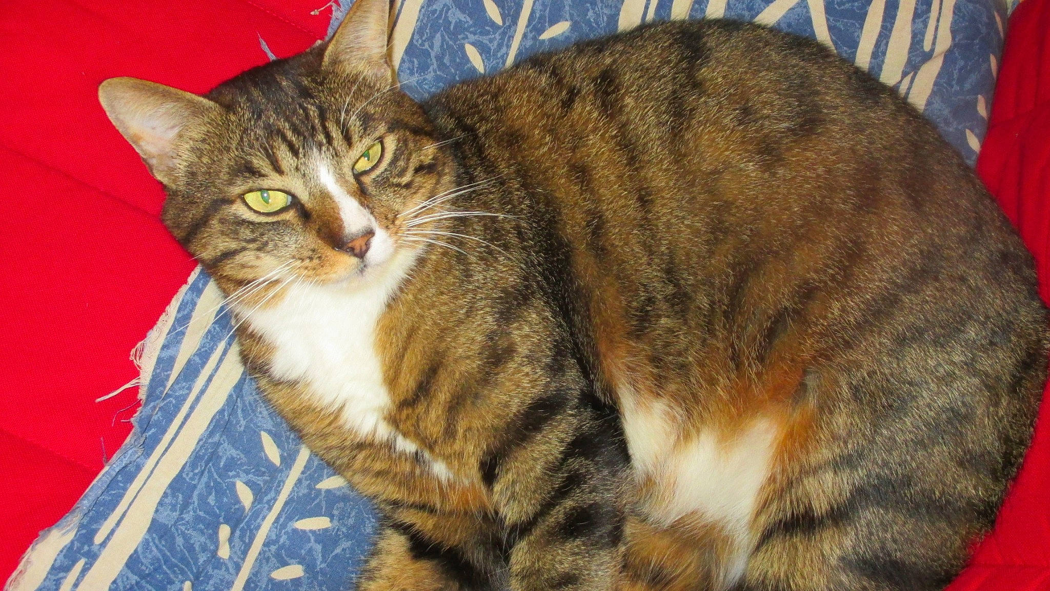 Canaille participe au concours pour gagner de l'argent avec cette photo : aegean_cat, american_bobtail, american_wirehair, asian, australian_mist, california_spangled, carnivore, cat, domestic_short_haired_cat, dragon_li, european_shorthair, felidae, fur, mammal, pixie_bob, small_to_medium_sized_cats, tabby_cat, toyger, vertebrate, whiskers