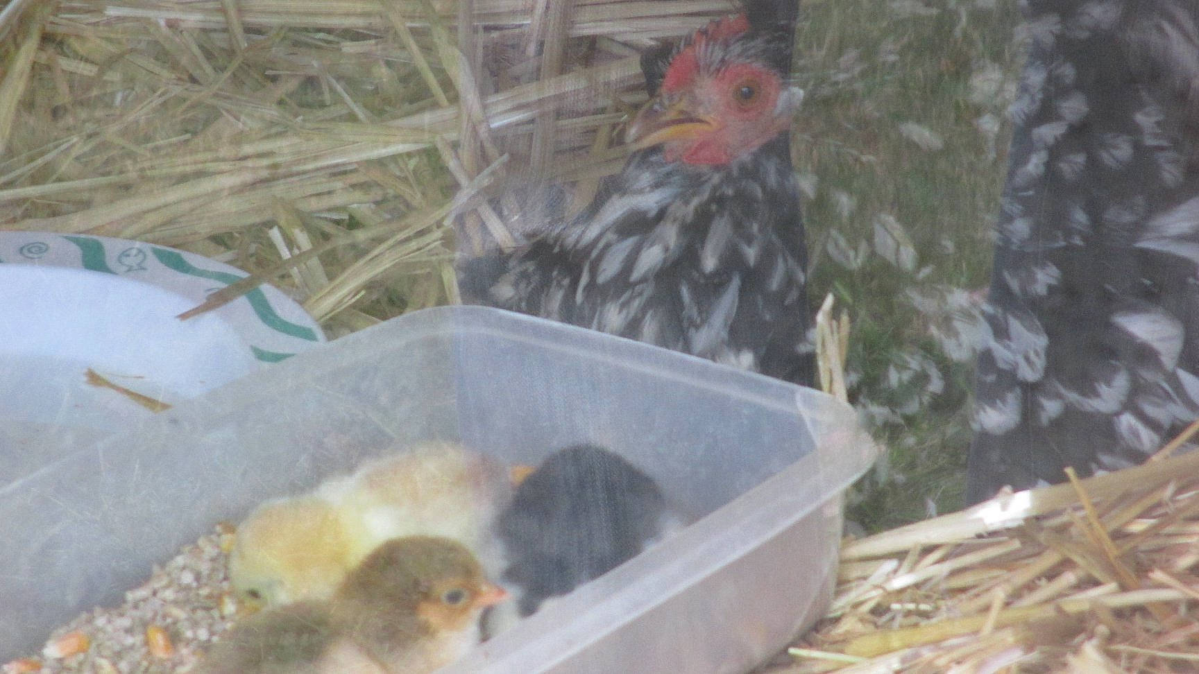 Ficelle participe au concours pour gagner de l'argent avec cette photo : chicken, macaque