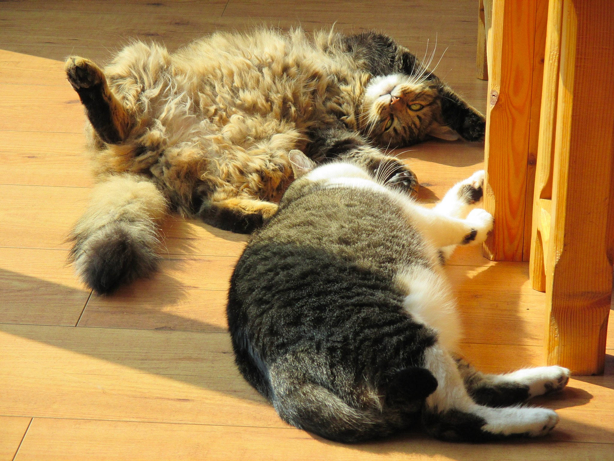 Moustaches participe au concours pour gagner de l'argent avec cette photo : carnivore, cat, claw, domestic_short_haired_cat, european_shorthair, felidae, fur, kitten, mammal, paw, small_to_medium_sized_cats, snout, tabby_cat, tail, whiskers, wood