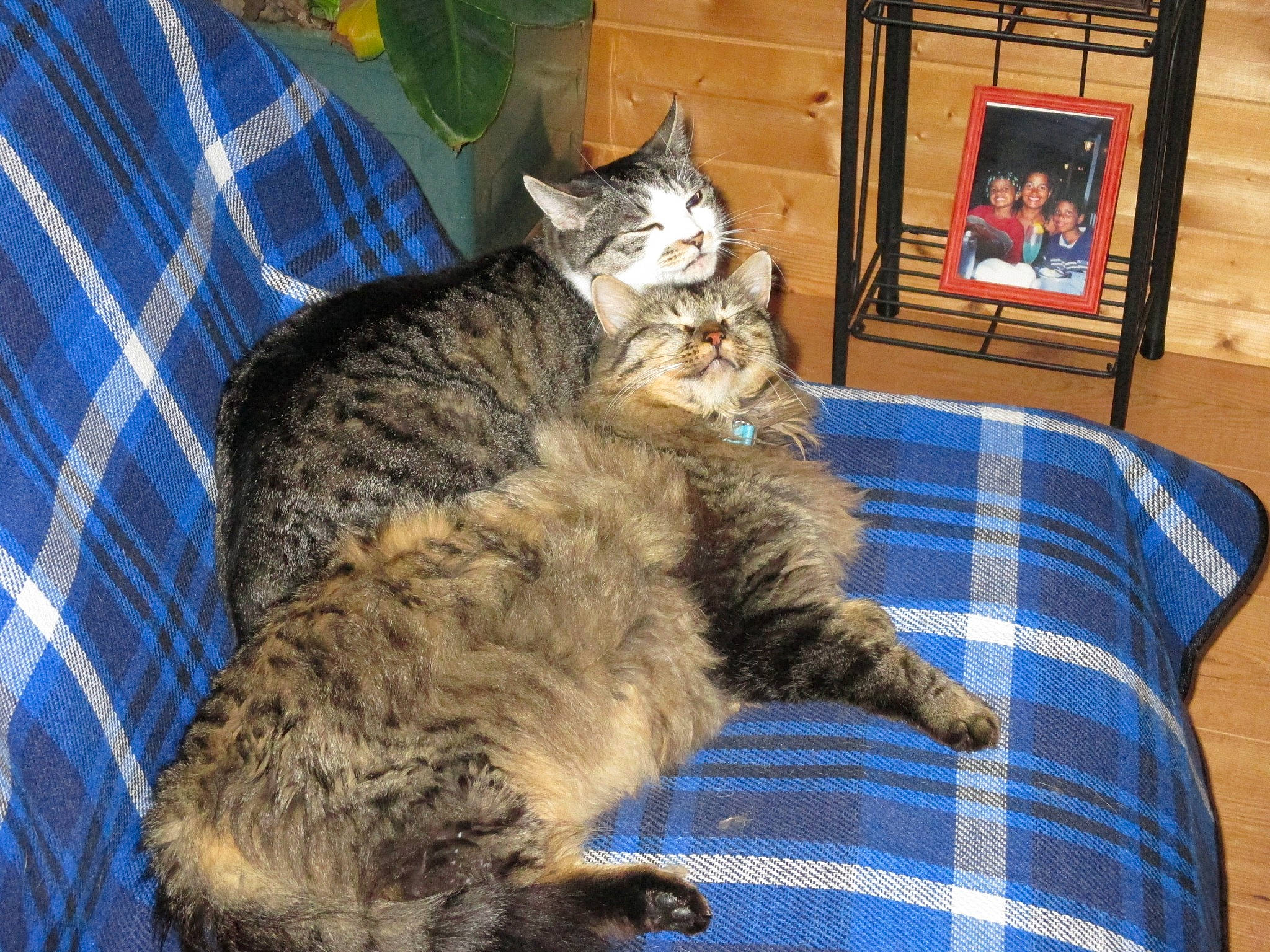 Prince participe au concours pour gagner de l'argent avec cette photo : asian, california_spangled, carnivore, cat, domestic_short_haired_cat, dragon_li, european_shorthair, felidae, fur, german_rex, mammal, pixie_bob, small_to_medium_sized_cats, tabby_cat, vertebrate, whiskers, wild_cat