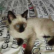 Baloo participe au concours pour gagner de l'argent avec cette photo : animal, bed, bedding, blue_eyes, cat, close_up, cute, domestic_cat, ears, feline, fur, indoor, lying_down, paws, pet, relaxing, resting, siamese_cat, text, whiskers