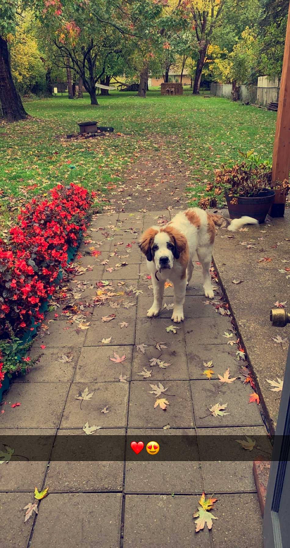 Cujo is registered to the contest to win money with this photo: carnivore, companion_dog, dog, dog_breed, fawn, flooring, flower, grass, green, groundcover, leisure, line, plant, road, road_surface, sidewalk, tail, tints_and_shades, tree, wood