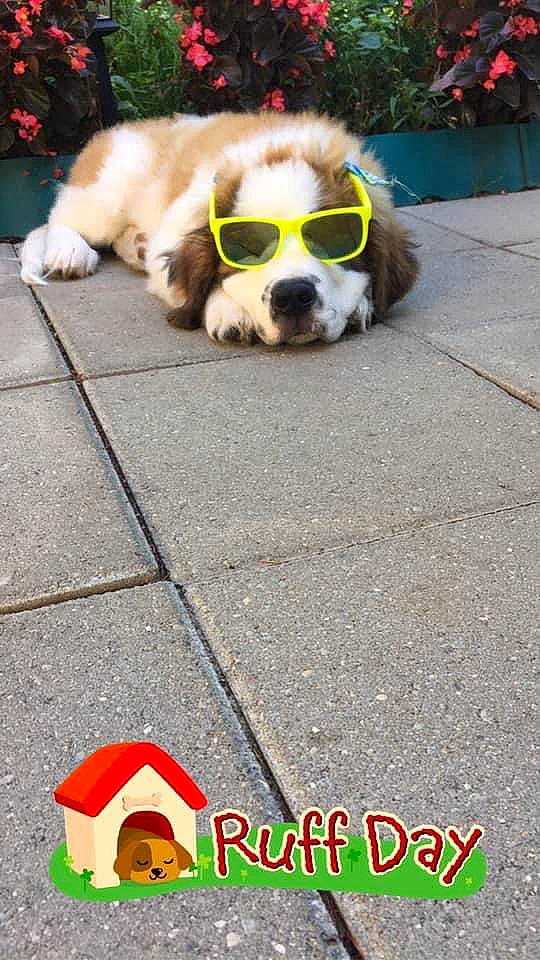 Cujo is registered to the contest to win money with this photo: asphalt, carnivore, collar, companion_dog, dog, dog_breed, dog_collar, dog_supply, eyewear, fashion_accessory, fawn, flooring, leash, pet_supply, road_surface, sidewalk, snout, toy_dog, vision_care, working_animal