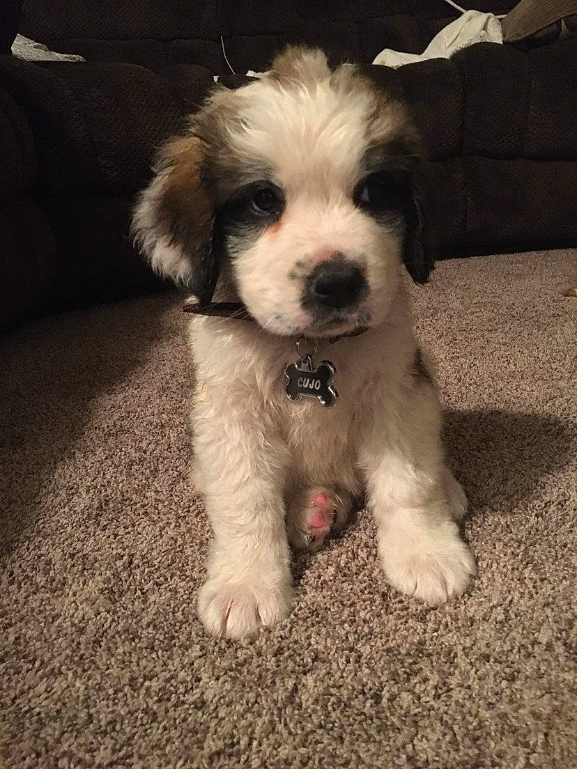 Cujo is registered to the contest to win money with this photo: canidae, carnivore, cloud, companion_dog, dog, dog_breed, fur, labradoodle, maltepoo, poodle_crossbreed, puppy_love, shih_poo, small_terrier, snout, sporting_group, terrier, toy_dog, water_dog, whiskers, working_animal