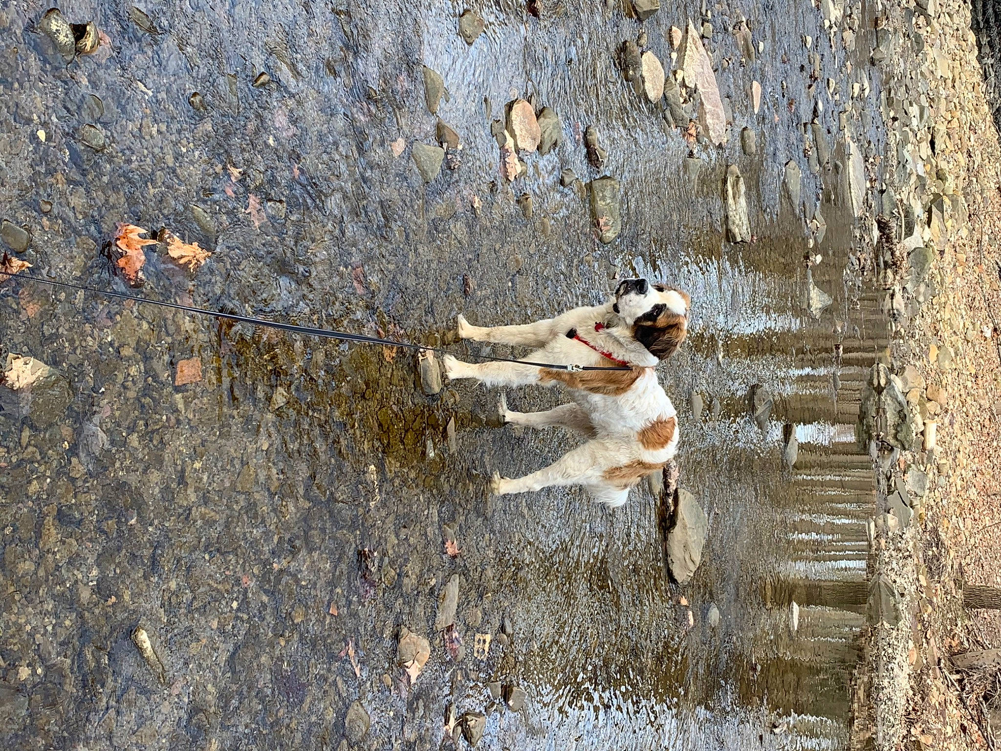 Cujo joined the competition — help win amazing prizes! asphalt, canidae, cement, concrete, dog, geology, grass, landscape, recreation, reflection, road_surface, rock, rust, sand, shadow, soil, sporting_group, sunglasses, tree, wood