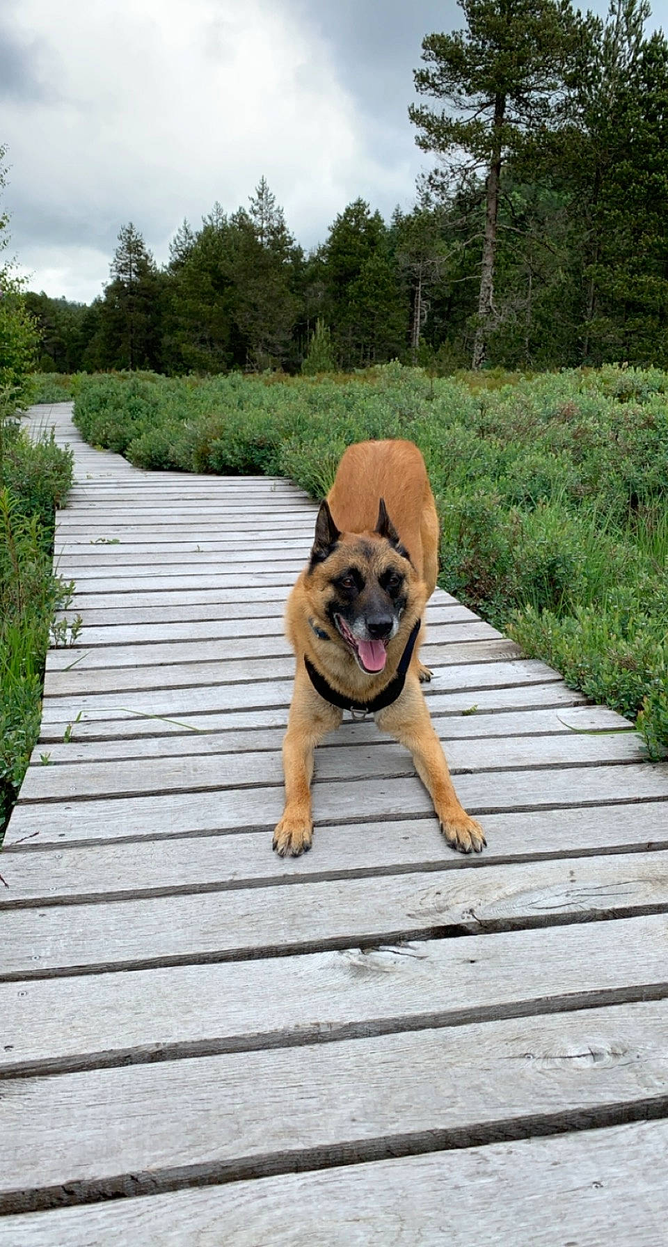 Jarod participe au concours pour gagner de l'argent avec cette photo : carnivore, cloud, collar, companion_dog, dog, dog_breed, fawn, flooring, grass, guard_dog, leisure, plant, sky, snout, sporting_group, tail, tree, wildlife, wood, working_animal
