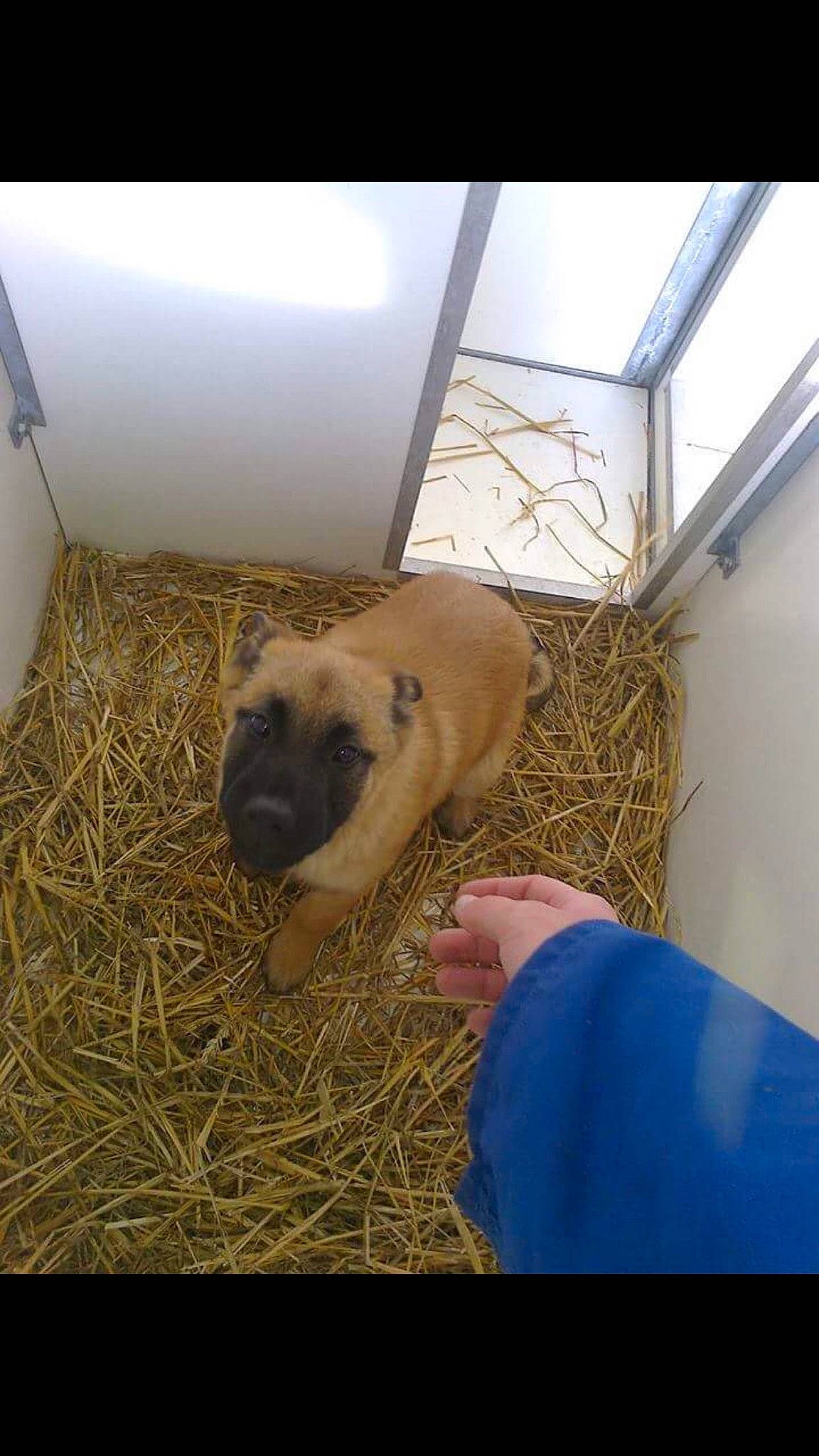 Jarod a rejoint le concours — aidez-le/la à gagner de superbes lots ! animal_shelter, bovine, cage, canidae, dog_breed, fawn, fur, goat, goats, grass, hay, livestock, mammal, sheep, snout, straw, terrestrial_animal, wood, working_animal