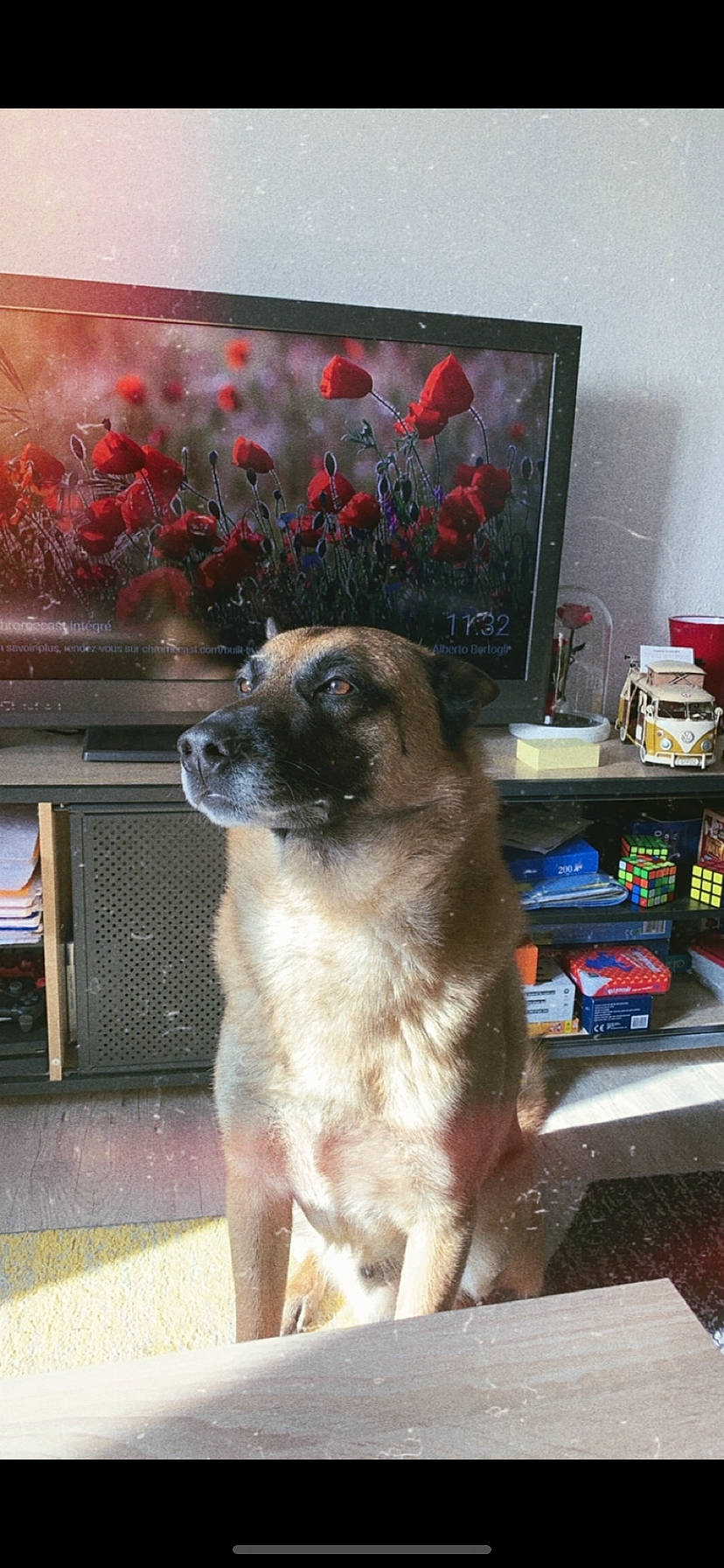 Jarod a rejoint le concours — aidez-le/la à gagner de superbes lots ! belgian_shepherd_malinois, cable_television, canidae, carnivore, companion_dog, display_device, dog, dog_breed, fawn, flooring, fur, german_shepherd_dog, king_shepherd, pet_supply, room, shelf, snout, sporting_group, whiskers, working_dog