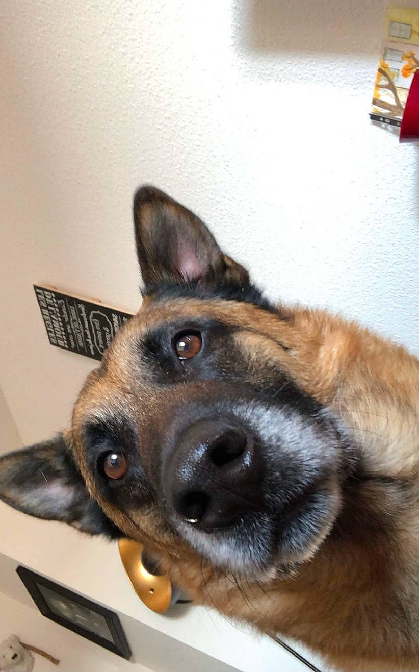 Jarod participe au concours pour gagner de l'argent avec cette photo : canidae, carnivore, companion_dog, dog, dog_breed, ear, east_european_shepherd, fawn, flooring, fur, german_shepherd_dog, herding_dog, king_shepherd, old_german_shepherd_dog, sporting_group, whiskers, working_animal, working_dog