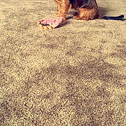 Riley Ann joined the competition — help win amazing prizes!
