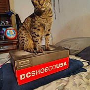 Lil Spot joined the competition — help win amazing prizes! animal, bed, blanket, box, cat, close_up, curious, domestic, dresser, furniture, household_items, indoor, pet, pillow, shoebox, sitting, striped, tabby, tide_container, yellow_eyes
