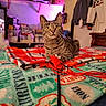 bed, blanket, cat, clothing, coat, furniture, hanger, indoor, orange_eyes, person_on_tv, pet, plaid, playful, relaxed, tabby_cat, television, toy_mouse, warm_lighting, whiskers, wooden_furniture