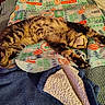 animal, bedroom, blanket, cat, christmas, comfort, cozy, cute, feline, fur, holiday, indoor, paws, pets, relaxation, resting, sleeping, stretching, tabby, warm