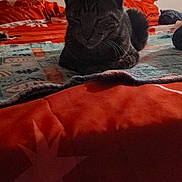 Little Guy joined the competition — help win amazing prizes! animal, bed, blanket, cat, comfort, cozy, domestic, feline, furniture, home, indoor, pattern, pet, quiet, red_bedspread, relaxed, resting, sleepy, soft_texture, warm_lighting