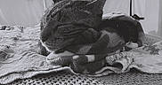 Little Guy is registered to the contest to win money with this photo: animal, blanket, cat, closeup, comfort, cozy, feline, fur, home, indoor, monochrome, nap, peaceful, pet, quiet, relaxation, resting, sleeping, soft, texture